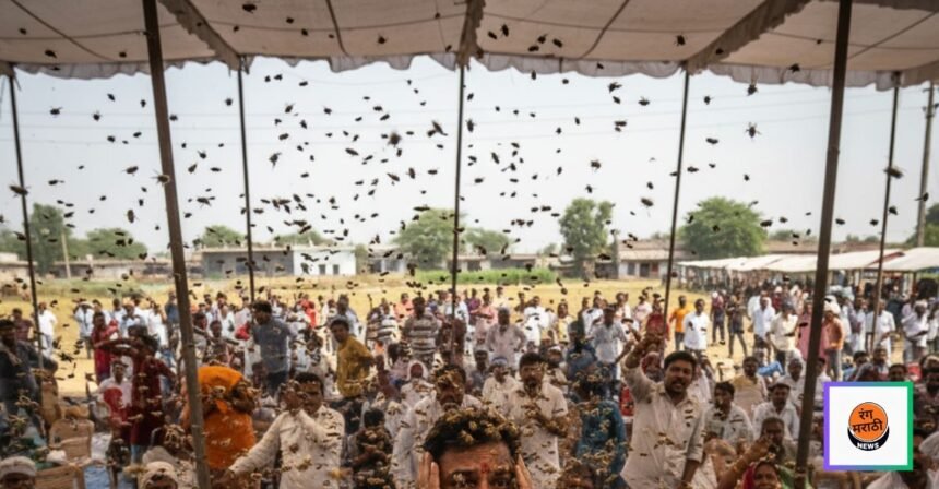 अंतरवालीतील मनोज जरांगेच्या बैठकीवर अचानक मधमाशांचा हल्ला: घटना तपशील