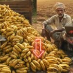 केळ्याचं भावघसरण: जळगावच्या पुरवठ्यामुळे पुणे-सोलापूर शेतकऱ्यांना आर्थिक धक्का